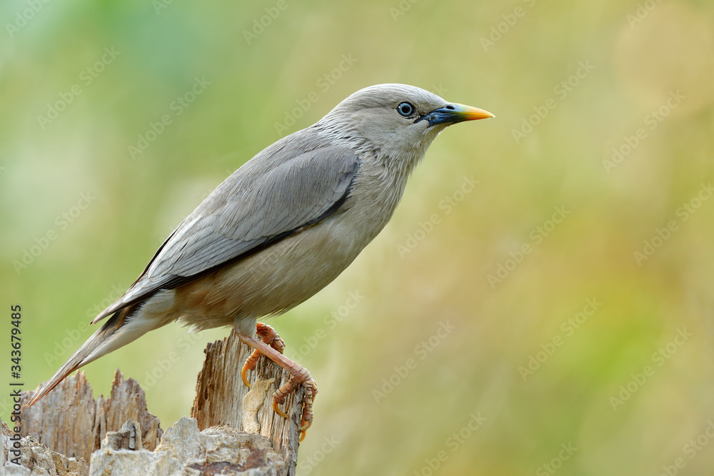 chestnut-tailed starling or grey-headed myna (Sturnia malabarica) perching on top of timber chestnut-tailed starling or grey-headed myna (Sturnia malabarica) perching on top of timber