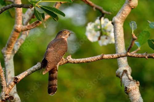 Camouflage brown with yellow ring eyes bird perching on white flower branch in Bangkokcity garden, Large hawk-cuckoo (Hierococcyx sparverioides) photo