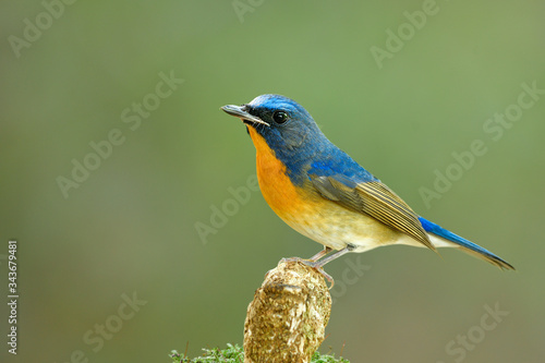 Chinese blue flycatcher (Cyornis glaucicomans) fascinated blue and orange bird with damaged beaks perching on wooden over fine blur green background