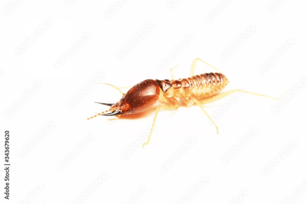 Termite on isolated whited background Termite on isolated whited background