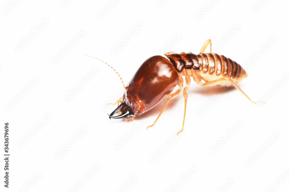 Termite on isolated whited background Termite on isolated whited background