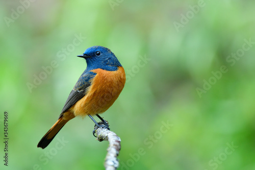 exotic blue and oragne Bird perching small branch with wonder face, male of blue-fronted redstart