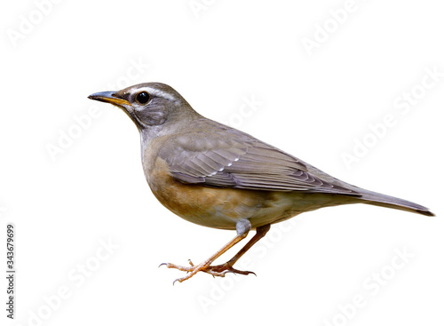 Eyebrowed thrush (Turdus obscurus) fine grey wings with pale yellow belly and white brow bird isolated on white background, exotic avian