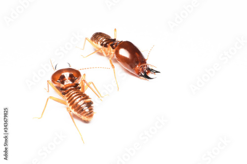 Termite on isolated whited background