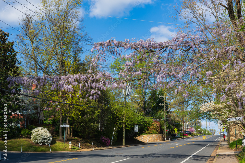 A magnificent wisteria vina climbs across the normally busy but currently empty Wilson Boulevard on a Sunday afternoon during the COVID-19 pandemic.