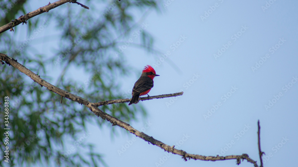 Cardenal