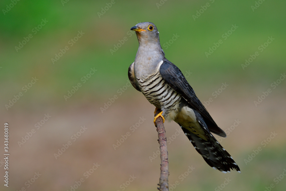 Funny grey bird exciting action while perching on soft thin wooden branch, Himalayan cuckoo (Cuculus saturatus) Funny grey bird exciting action while perching on soft thin wooden branch, Himalayan cuckoo (Cuculus saturatus)