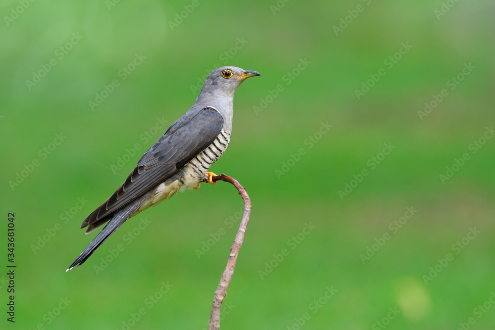 Fototapeta premium Himalayan cuckoo (Cuculus saturatus) perching on thin curve branch in fresh green meadow field