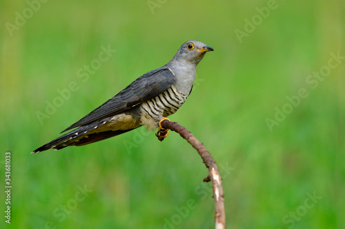 Himalayan cuckoo (Cuculus saturatus) lonely grey with stripe black and white belly bird perching on curve branch over green environment
