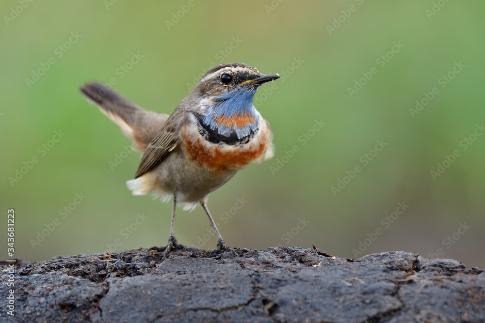 Lovely puffy brown bird with orange and blue feathers on its chin standing on soil rock over fine green bakground, bluethroat male Lovely puffy brown bird with orange and blue feathers on its chin standing on soil rock over fine green bakground, bluethroat male