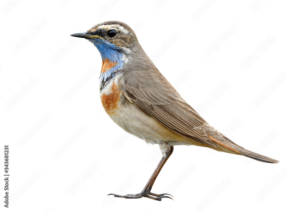 Male Bluethroat (luscinia svecica) most beautiful and fine stance of brown bird with orange and blue plumage on its nect isolated on white background Male Bluethroat (luscinia svecica) most beautiful and fine stance of brown bird with orange and blue plumage on its nect isolated on white background