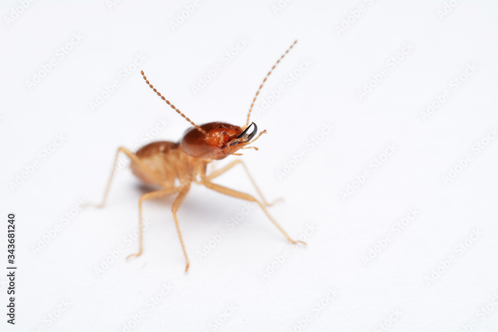 Termite on isolated whited background Termite on isolated whited background