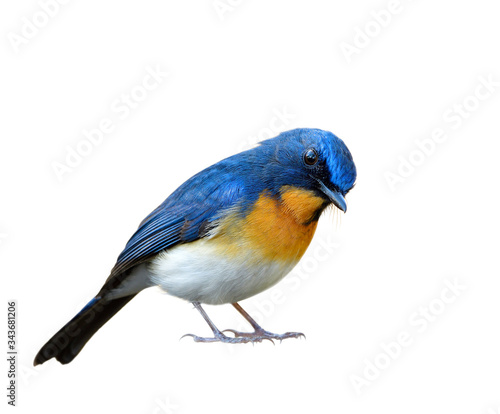Lovely surrendering manner of blue and orange with white belly isolated on white background, Tickell's or Indochinese blue flycatcher (Cyornis tickelliae)