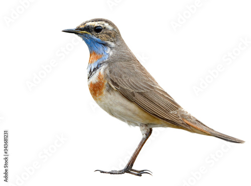 Male Bluethroat (luscinia svecica) most beautiful and fine stance of brown bird with orange and blue plumage on its nect isolated on white background