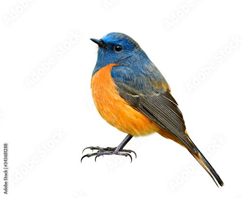 Male of blue-fronted redstart, fat blue bird has orange belly with bare foot and long claws isolated on white background © prin79