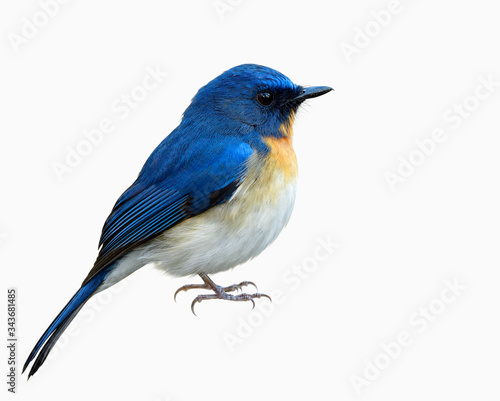 Male of Tickell's or Indochinese blue flycatcher (Cyornis tickelliae) in fuffly feathers with details of beak head face body wings tail legs and feet isolated on white background © prin79