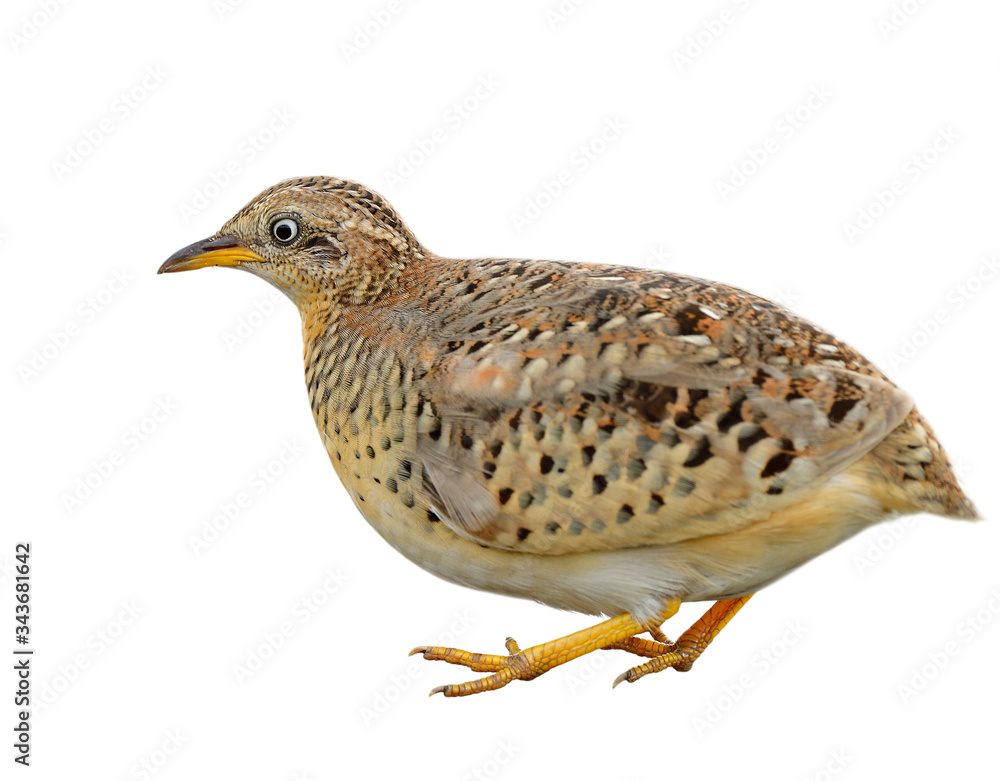 Pale camouflage brown to yellow bird with big eyes and short tail isolated on white background, Male Yellow-legged Buttonquail (Turnix tanki) Pale camouflage brown to yellow bird with big eyes and short tail isolated on white background, Male Yellow-legged Buttonquail (Turnix tanki)