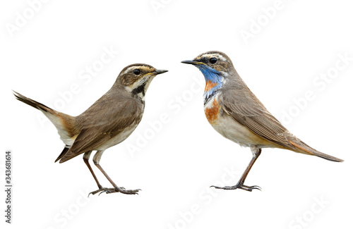 pair female and male of Bluethroat lovely migration bird to Thailand and asia in winter with different in neck and chest plumage feathers isolated on white background