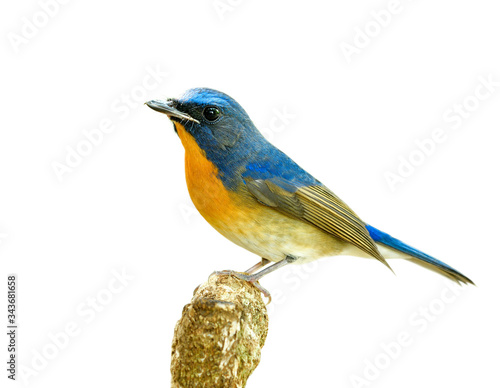 Proud of Chinese blue flycatcher (Cyornis glaucicomans) beautiful natural blue and orange bird isolated on white background © prin79