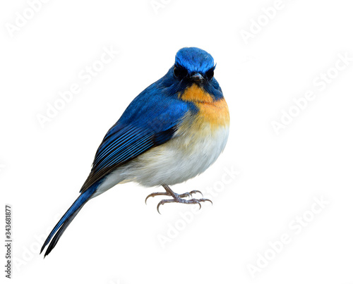 Straight face of fuffly feathers bird isolated on white background, angry bird, Male of Tickell's or Indochinese blue flycatcher (Cyornis tickelliae)