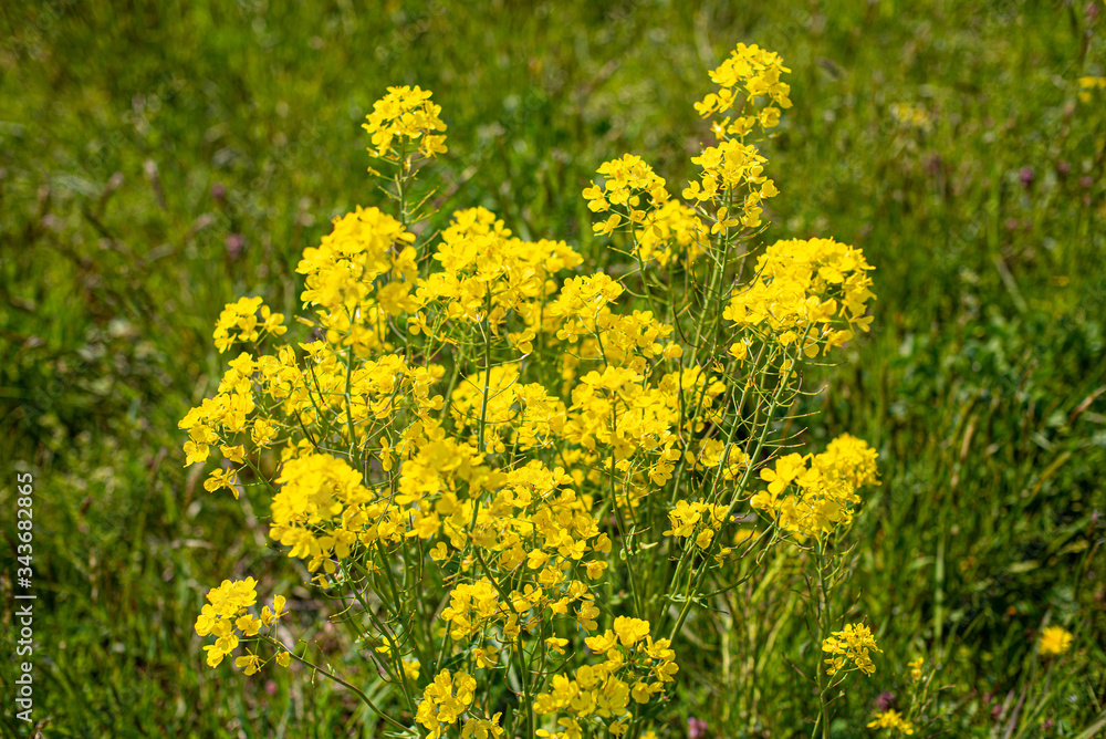 Obraz premium 菜の花