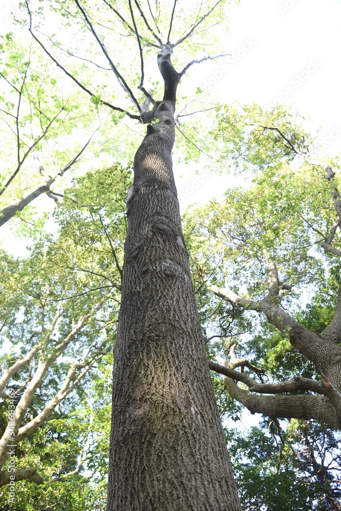 Fototapeta premium American tulip tree (Liriodendron tulipifera) /Magnoliaceae deciduous tree