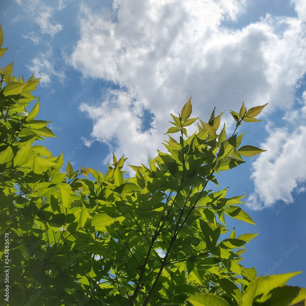 green leaves against blue sky green leaves against blue sky