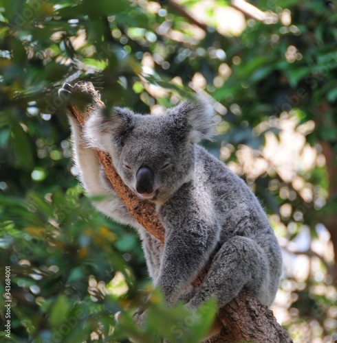 Fototapeta Naklejka Na Ścianę i Meble -  snooze time koala