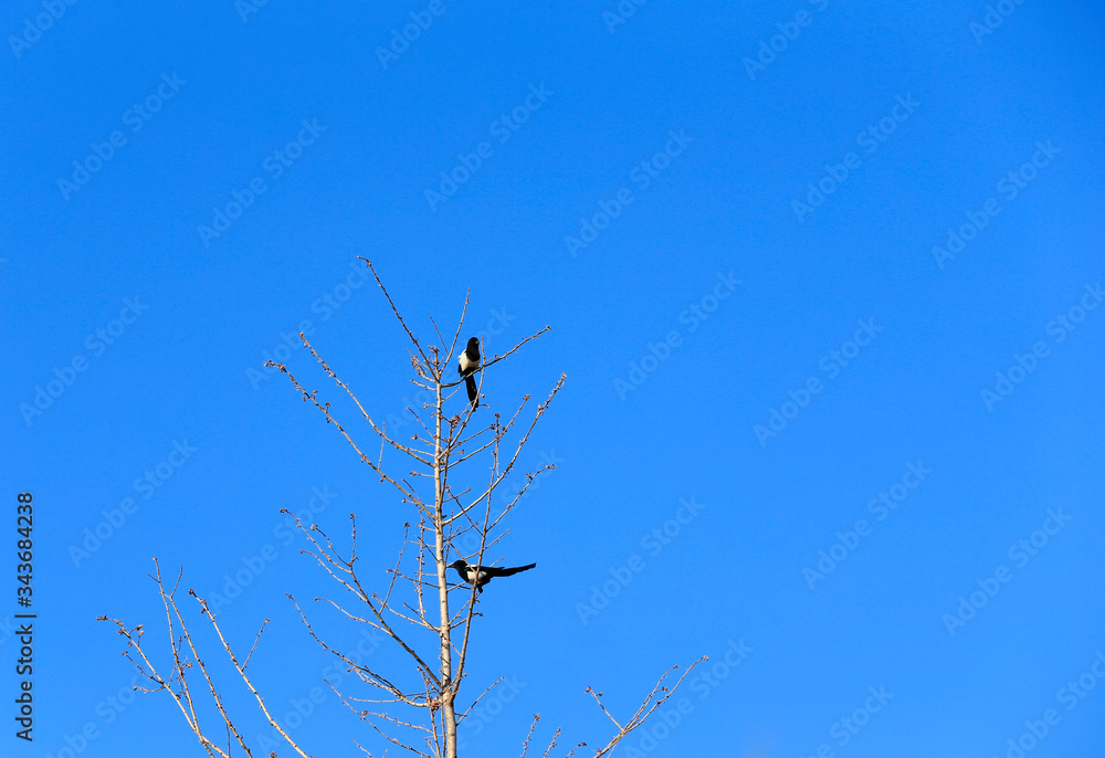 Magpies in the trees, in the blue sky background Magpies in the trees, in the blue sky background