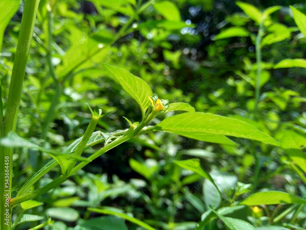 Close up green Jussiaea linifolia (Fissendocarpa linifolia, Ludwigia linifolia, Ludwigia hyssopifolia) with natural background. Close up green Jussiaea linifolia (Fissendocarpa linifolia, Ludwigia linifolia, Ludwigia hyssopifolia) with natural background.