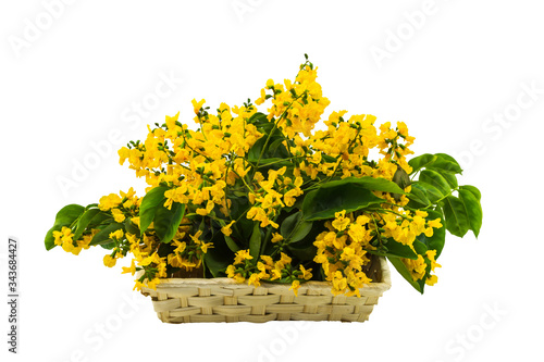 Closed up yellow flower of Burmese Rosewood or Pterocarpus indicus Willd,Burma Padauk and green leaf in vase isolated on white background.Saved with clipping path