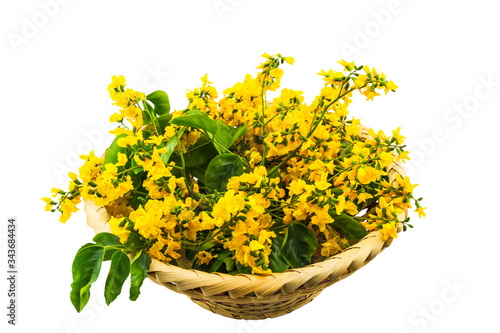 Closed up yellow flower of Burmese Rosewood or Pterocarpus indicus Willd,Burma Padauk and green leaf in bamboo basket isolated on white background.Saved with clipping path.