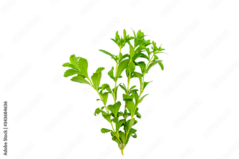 Fototapeta premium Close up green of stevia plant is herbal sweetener isolated on white background.Saved with clipping path.