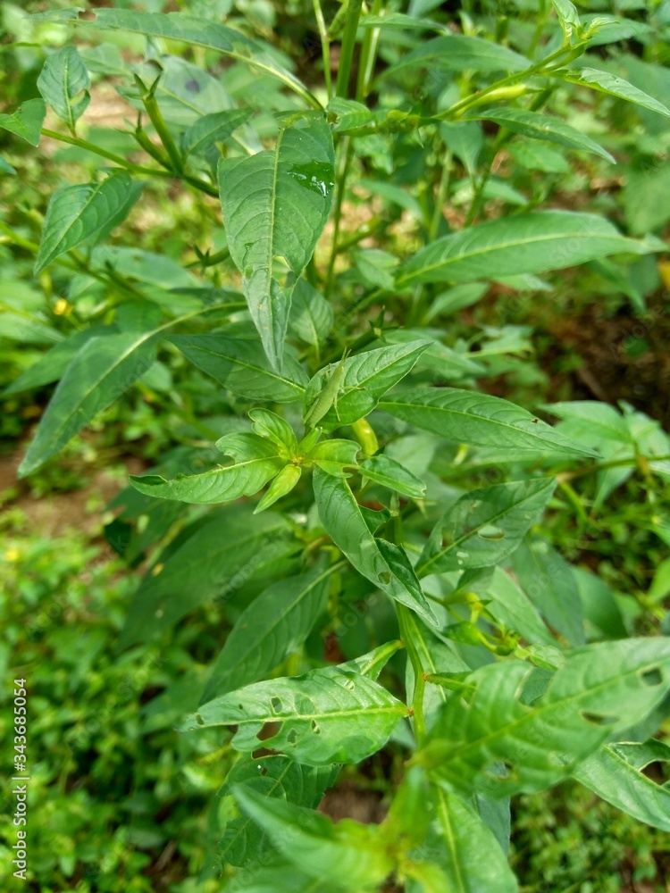 Close up green Jussiaea linifolia (Fissendocarpa linifolia, Ludwigia linifolia, Ludwigia hyssopifolia) with natural background. Close up green Jussiaea linifolia (Fissendocarpa linifolia, Ludwigia linifolia, Ludwigia hyssopifolia) with natural background.
