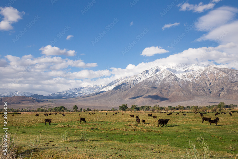 cows on a mountain pasture