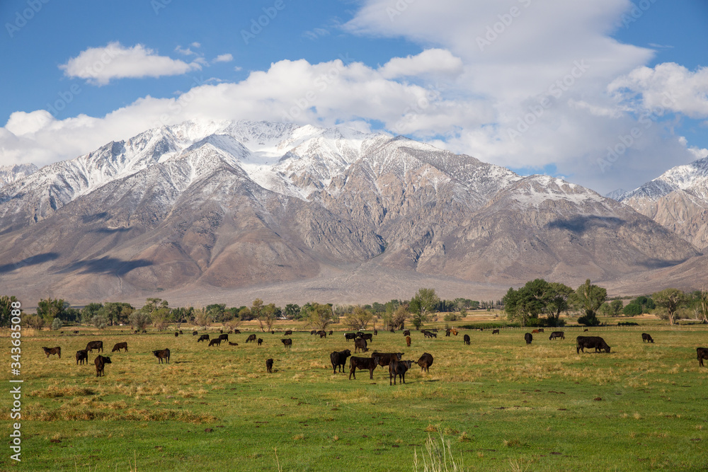 grazing cows in the Sierra mountains grazing cows in the Sierra mountains
