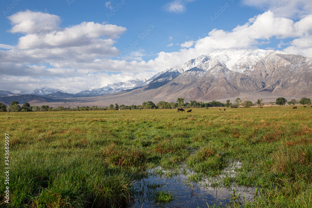 snowy mountain landscape with green pasture at California farm