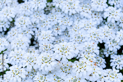 White candytuft flowers blooming as a nature background  