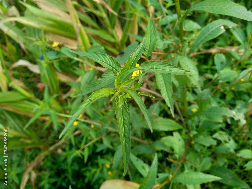 Close up green Jussiaea linifolia (Fissendocarpa linifolia, Ludwigia linifolia, Ludwigia hyssopifolia) with natural background. Close up green Jussiaea linifolia (Fissendocarpa linifolia, Ludwigia linifolia, Ludwigia hyssopifolia) with natural background.