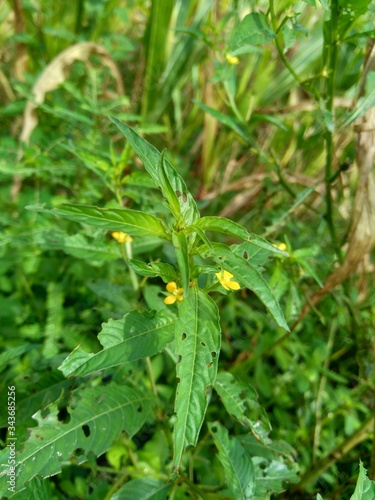 Close up green Jussiaea linifolia (Fissendocarpa linifolia, Ludwigia linifolia, Ludwigia hyssopifolia) with natural background. photo