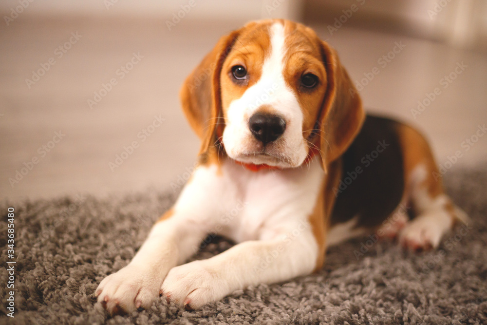 cute beagle puppy lies on the carpet