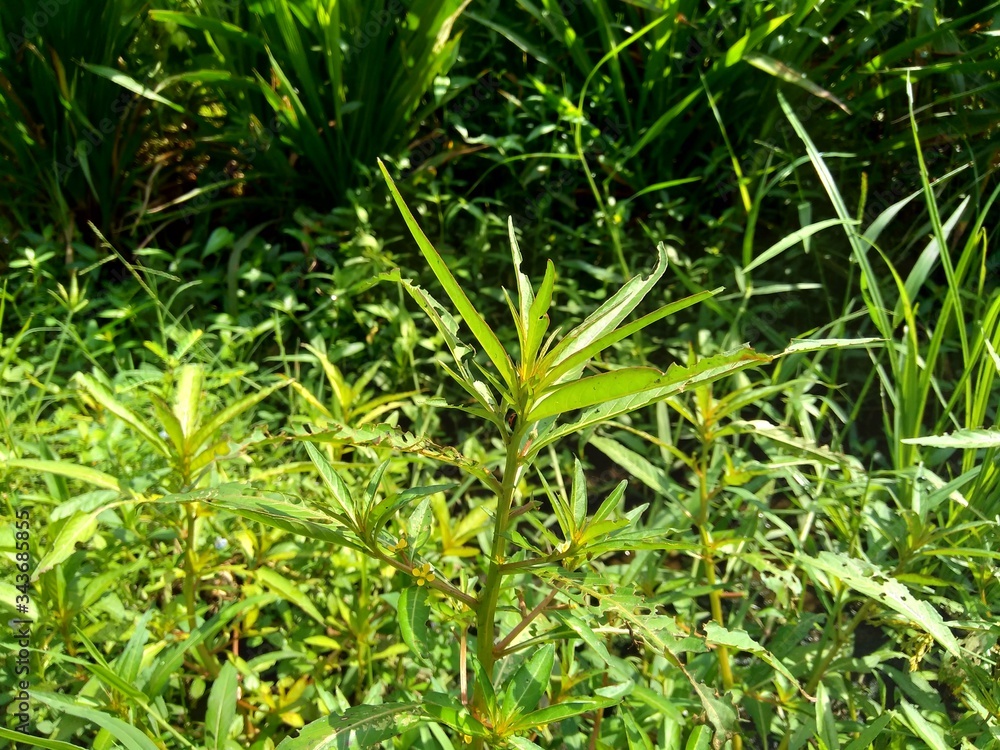 Close up green Jussiaea linifolia (Fissendocarpa linifolia, Ludwigia linifolia, Ludwigia hyssopifolia) with natural background. Close up green Jussiaea linifolia (Fissendocarpa linifolia, Ludwigia linifolia, Ludwigia hyssopifolia) with natural background.