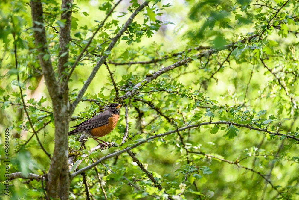 American robin perched in the shade on a sunny spring day
American robin perched in the shade on a sunny spring day