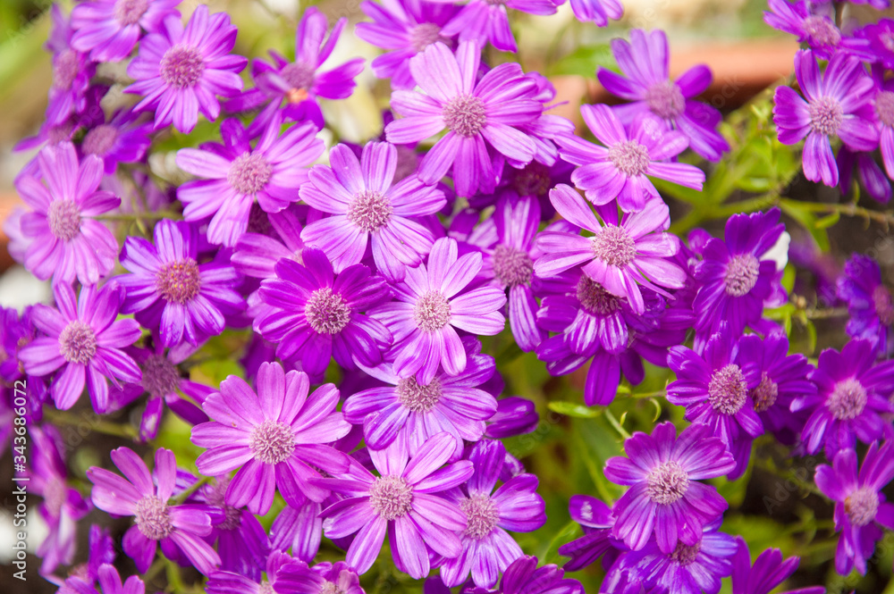 beautiful violet purple wet blossom flowers in summer or spring season