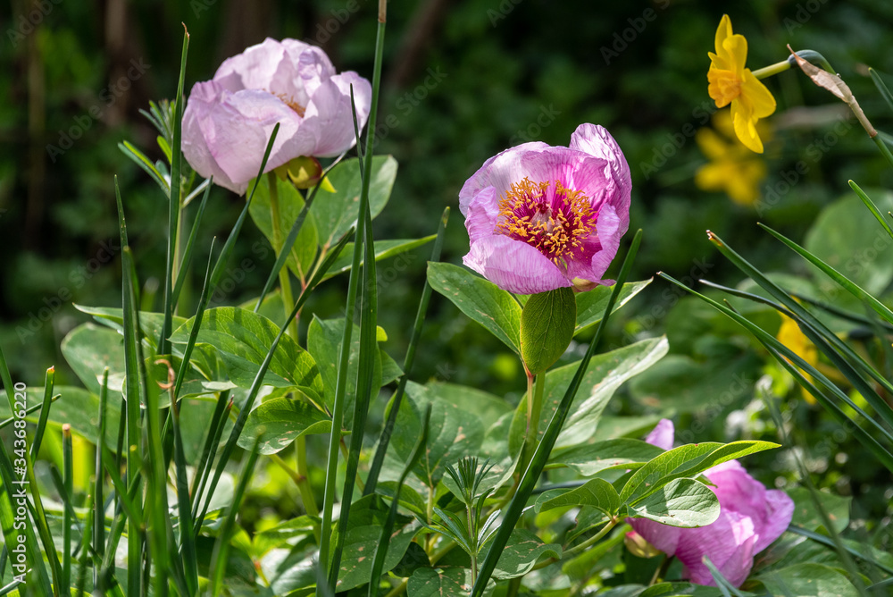 Pink peony blooming in a garden, spring flowers as a nature background
Pink peony blooming in a garden, spring flowers as a nature background