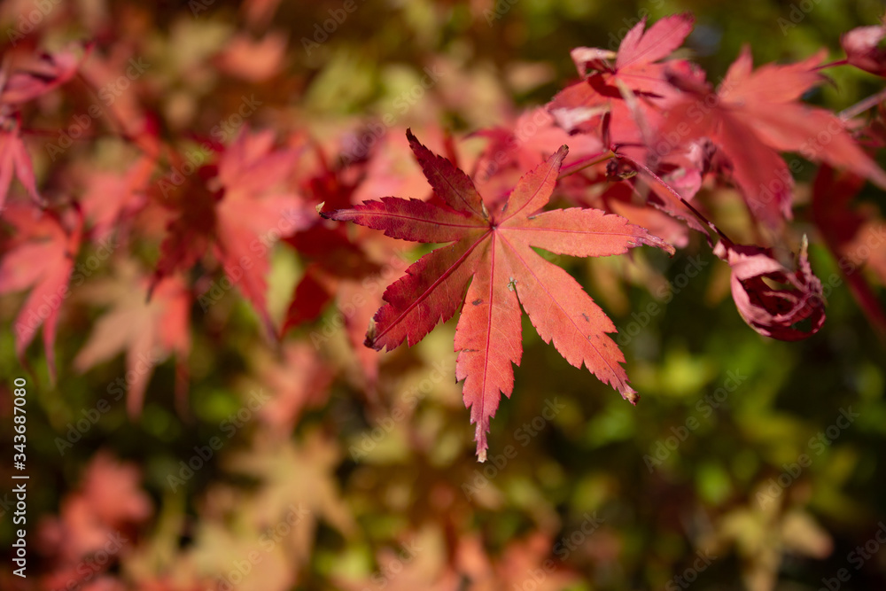 Autumnal Leaves Autumnal Leaves