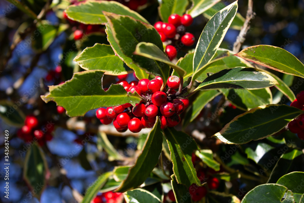 Obraz premium Christmas Holly Tree, Ilex. 