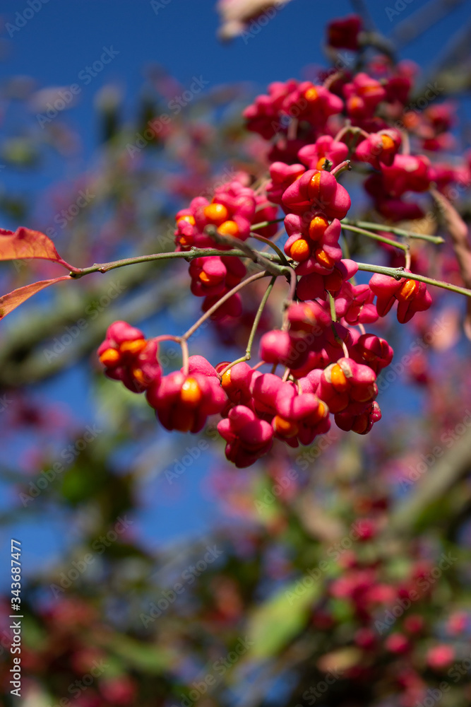 Obraz premium Pink and yellow flower buds in on a sunny day. 