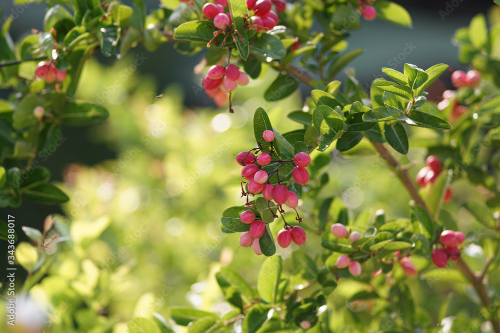 red berries on a branch