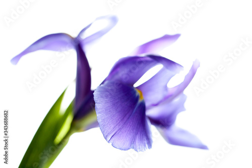 Iris flower isolated on white, macro photo